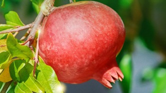 习言道｜“石榴籽”之喻，有了坚实的法治保障