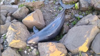 湖南桃源县通报长江江豚死亡事件：排除人为因素，系搁浅死亡