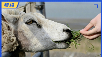 315洞察丨认养骗局卷土重来：老套路为何总有人上当？