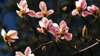 花期虽短，这样拍却能定格玉兰花之美 | 光影与构图(35)