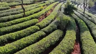 一場磕碰，沒讓他傷身，反倒解了帕金森顫抖的困擾