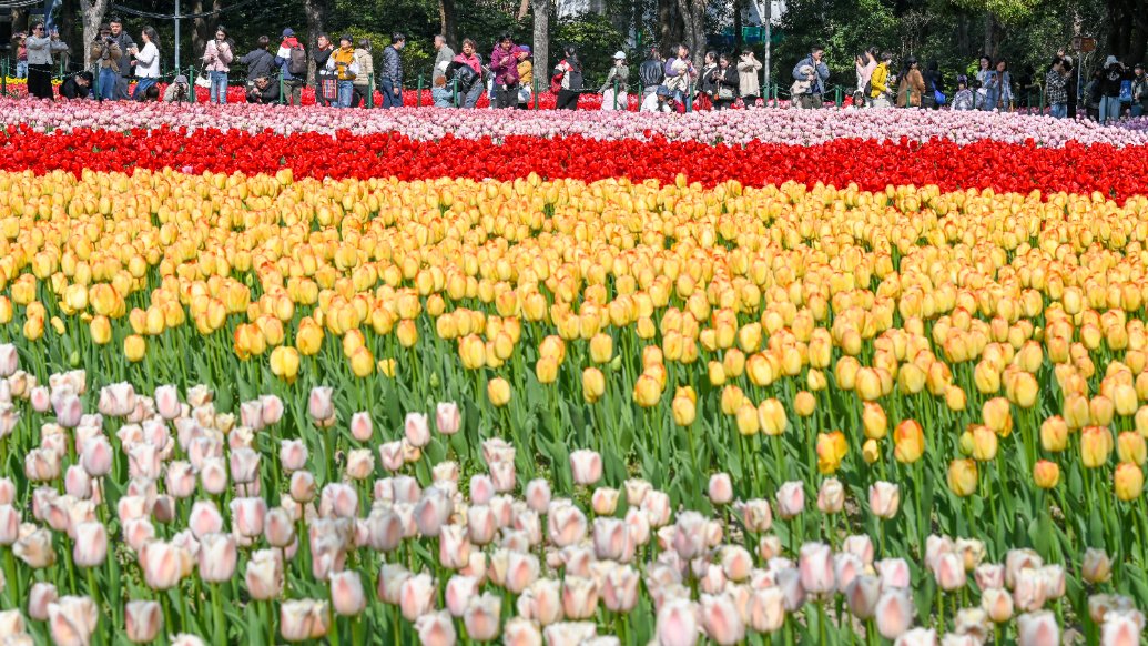 魔都眼｜郁金香盛开！大宁公园静安花朝节首日游客破十万人次