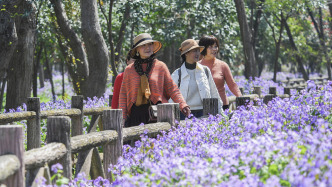 “賞花+”激活文旅消費(fèi)活力