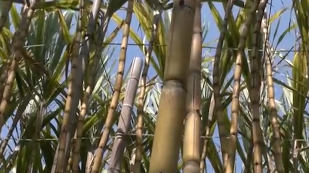 江门双水镇回应“甘蔗出现滞销”：多方助农销售，将科学引导生产