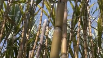 江門雙水鎮(zhèn)回應(yīng)“甘蔗出現(xiàn)滯銷”：多方助農(nóng)銷售，將科學(xué)引導(dǎo)生產(chǎn)