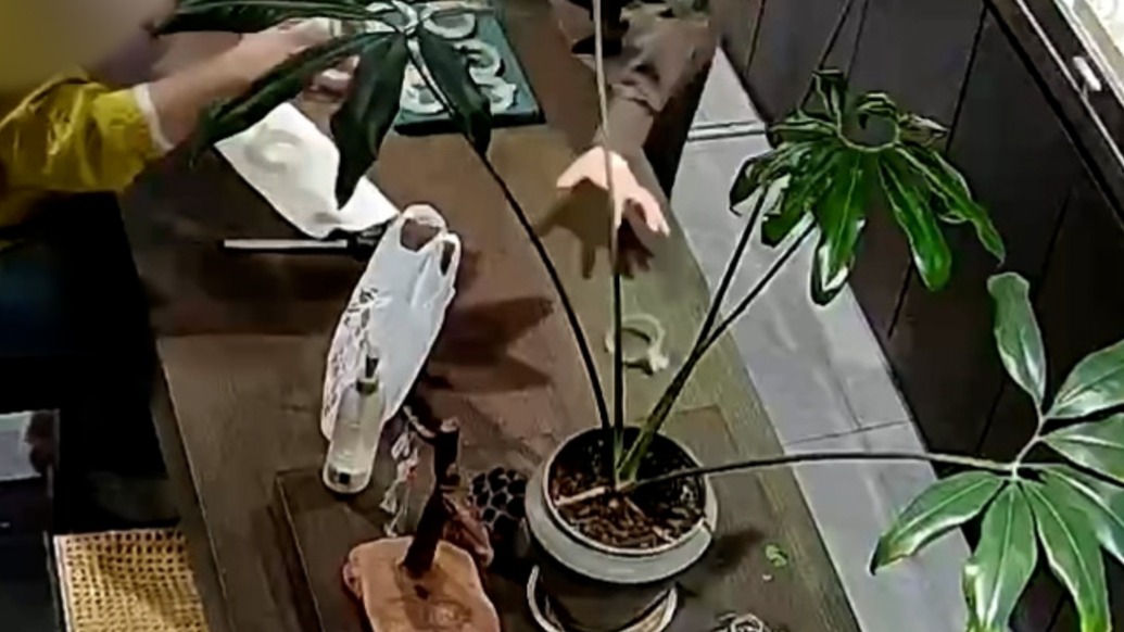 有惊无险!顾客试戴玉手镯时脱手甩飞,老板一把接住