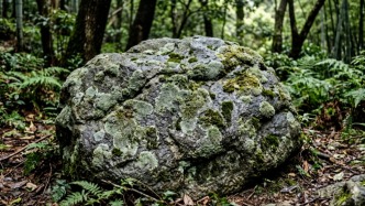 李傳云：心上有苔痕｜散文