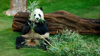 卡塔爾大熊貓館負(fù)責(zé)人：“京京”和“四?！睜顩r良好，食物供應(yīng)充足