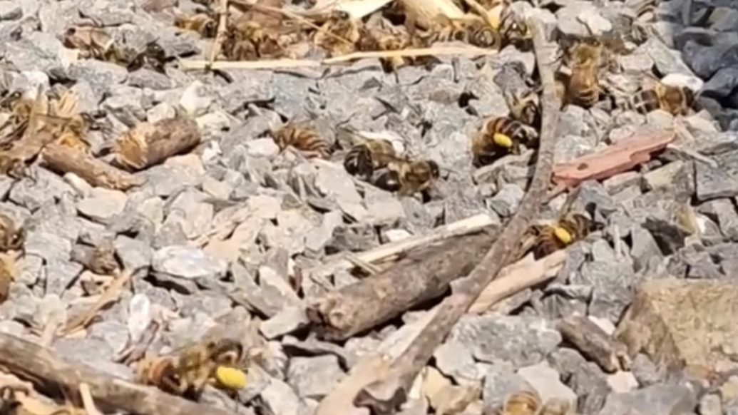 衡陽當(dāng)?shù)鼗貞?yīng)給油菜灑農(nóng)藥毒死蜜蜂：部分蜂農(nóng)養(yǎng)蜂未報備，灑藥前難聯(lián)系