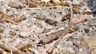 衡陽(yáng)當(dāng)?shù)鼗貞?yīng)給油菜灑農(nóng)藥毒死蜜蜂：部分蜂農(nóng)養(yǎng)蜂未報(bào)備，灑藥前難聯(lián)系