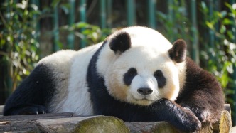 直播丨發(fā)呆“吸熊貓”有多治愈？抱竹眠，枕苔閑，憨態(tài)可掬自在歡