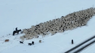 踏雪向春行！巴音布魯克76萬頭牲畜迎來春季大遷徙 