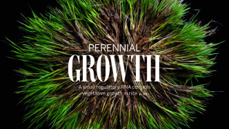 未來收水稻會像采果子？中國科學家破解水稻“多年生”關(guān)鍵