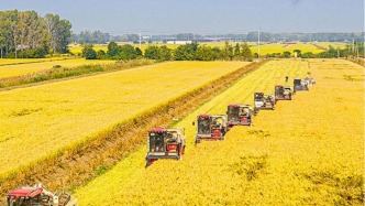 “兩高”聯(lián)合發(fā)布典型案例，嚴(yán)懲“三農(nóng)”領(lǐng)域職務(wù)犯罪