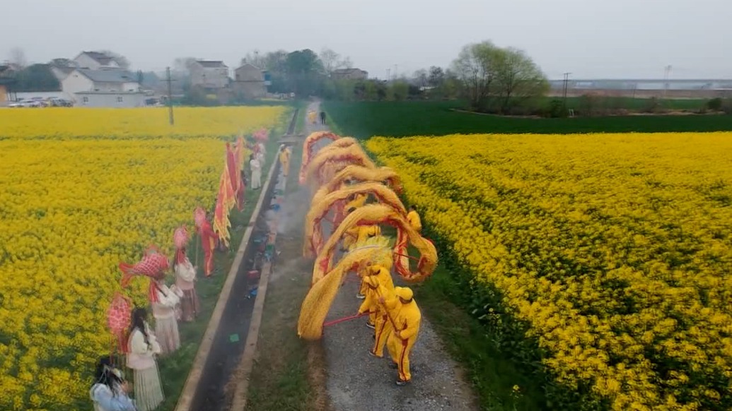 二月二“龙抬头”，宣城非遗龙灯鱼灯舞进油菜花田祈丰年