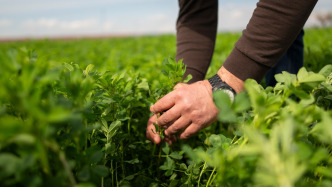 中東能源供應(yīng)中斷現(xiàn)連鎖反應(yīng)：春耕季化肥短缺或引發(fā)糧食危機(jī)