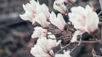 春分花信風(fēng)｜春色正中分，三花映芳華