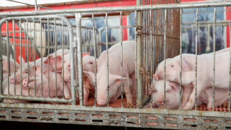 兩部門召開生豬養(yǎng)殖企業(yè)座談會：生豬價格已進入過度下跌一級預(yù)警區(qū)間，有序調(diào)減能繁母豬存欄量