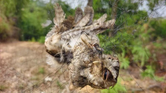 廣東肇慶封開嚴(yán)查非法捕鳥，一名嫌疑人被采取刑事強(qiáng)制措施