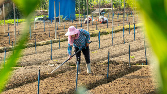 學習手記｜抓好春耕生產(chǎn)，總書記念茲在茲