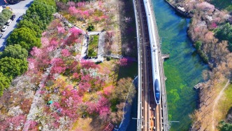 全國(guó)多地迎賞花高峰：酒店民宿預(yù)訂量翻倍增長(zhǎng)，機(jī)票均價(jià)較春節(jié)假期下跌三至七成