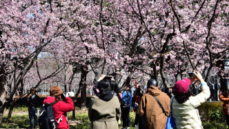 上海春节后首次重返20℃，下周气温比前期整体上升一小个台阶