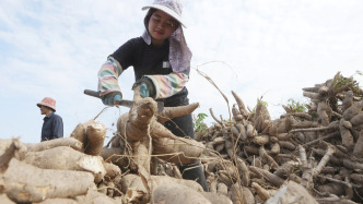 來(lái)論｜一株木薯連六國(guó)  瀾湄合作澆灌共贏之花