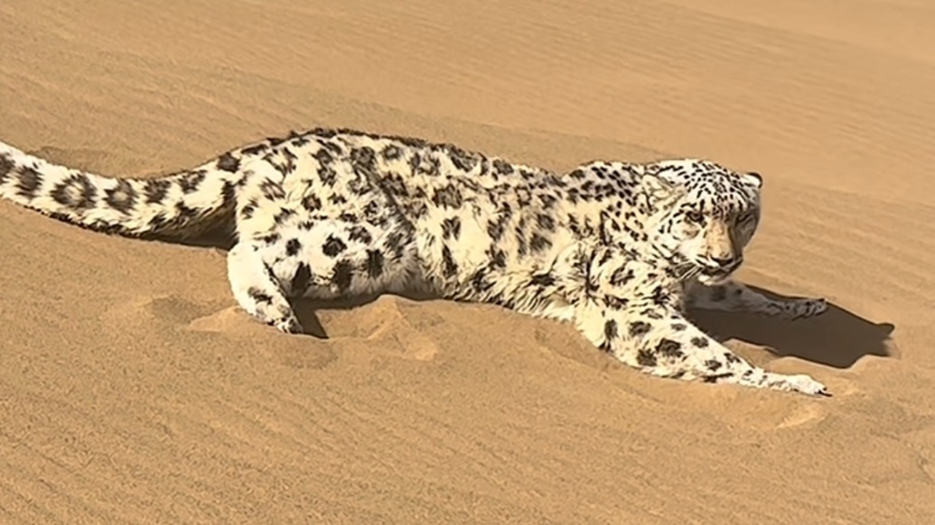 雪豹現(xiàn)身新疆庫(kù)木塔格沙漠，已被移交至野生動(dòng)物救護(hù)中心進(jìn)行專業(yè)救助