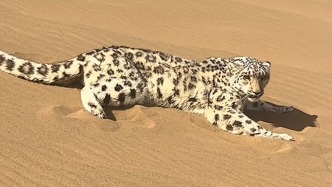 雪豹現(xiàn)身新疆庫木塔格沙漠，已被移交至野生動物救護(hù)中心進(jìn)行專業(yè)救助