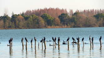 以科學態(tài)度和務實精神謀發(fā)展（創(chuàng)造經(jīng)得起實踐、人民、歷史檢驗的實績）——從上海崇明生態(tài)島建設看科學決策