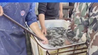 央視曝光：活魚被人為麻醉流向餐桌，可能“喝過”工業(yè)酒精
