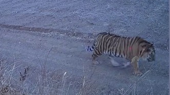 東北虎進(jìn)村溜達(dá)四處逛吃，家養(yǎng)畜禽若被咬死保險公司會理賠