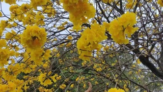 [回鄉(xiāng)記2631] 麻可丨成為媽媽，成為太陽