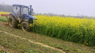 咸宁约30亩油菜遭压毁，村支书称因欠租起纠纷，当事人称赔偿已谈妥