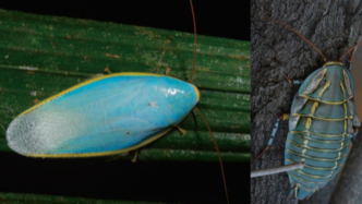 被誤會的蟑螂，到底有多冤？| 科學世界·昆蟲與植物