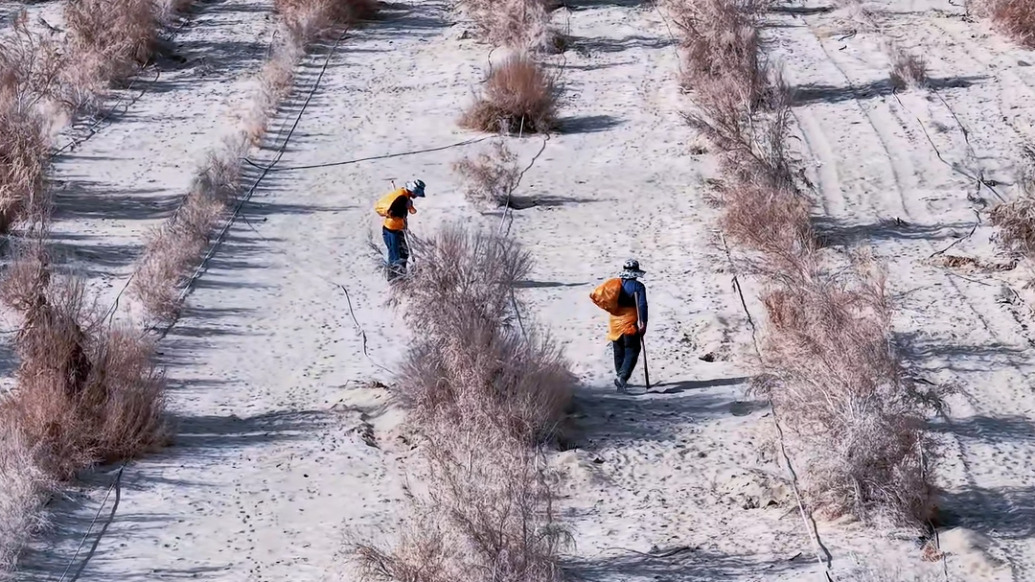 治沙又致富！塔克拉瑪干沙漠萬(wàn)畝肉蓯蓉進(jìn)入采收季
