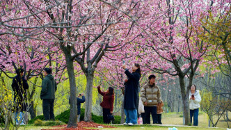 上海顧村公園發(fā)布文明游園公告：勿攜帶各類高凳、折疊伸縮梯等入園