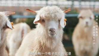 一只羊拍賣出36.8萬元天價，陜西橫山藏著中國最“豪橫”的羊