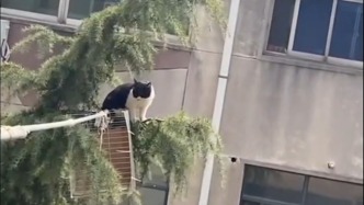 流浪貓被困樹梢一天一夜，居民自制長桿解救
