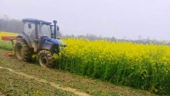 湖北赤壁約30畝待收油菜被農(nóng)機(jī)損毀，當(dāng)?shù)貑?dòng)問(wèn)責(zé)程序