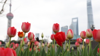 全球首站，國際輪滑馬拉松巡回賽（上海站）將在外灘鳴槍開賽