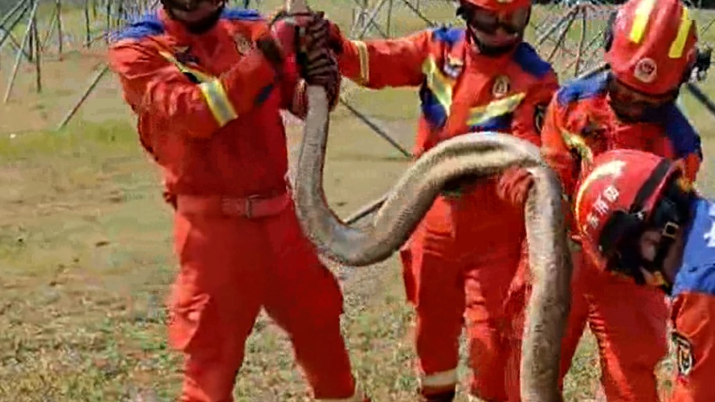 40斤大蟒蛇吃飽喝足在河邊曬太陽，市民報警消防到場“抓捕”