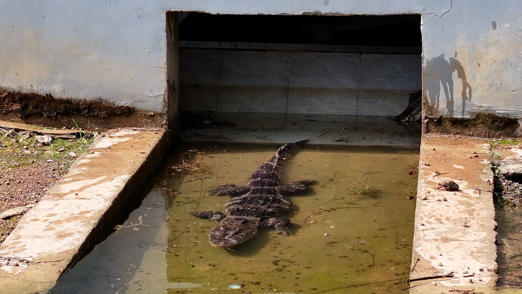 安徽宣城：气温回暖，两千余条扬子鳄结束冬眠开启户外生活