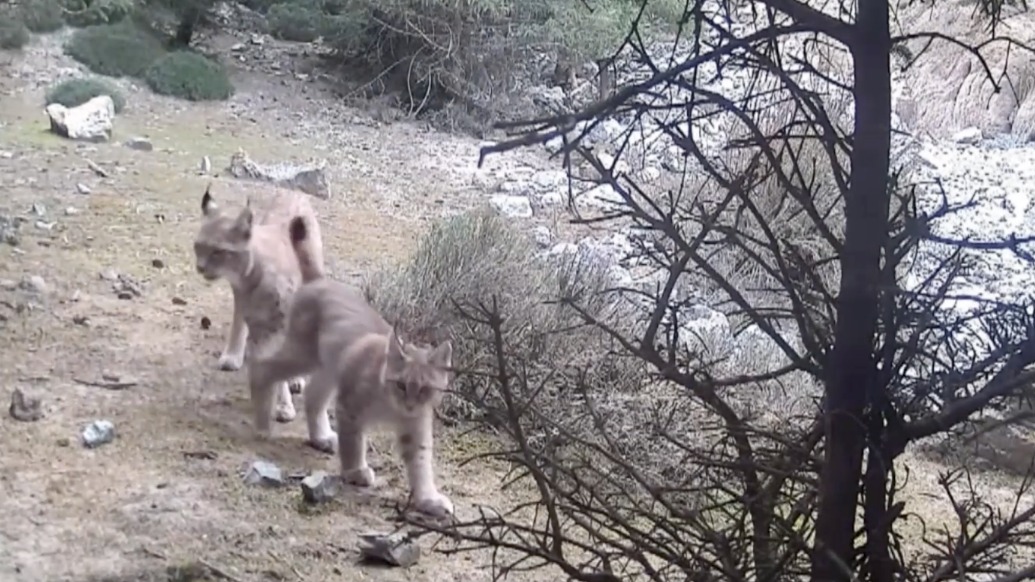 難得一見(jiàn)！新疆溫宿拍到多組猞猁“帶娃出鏡”畫(huà)面