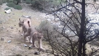 難得一見！新疆溫宿拍到多組猞猁“帶娃出鏡”畫面
