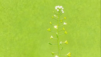 身體周刊 | 春天挖野菜，過(guò)敏急診躺