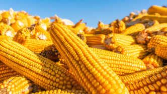 最高法：玉米新品種侵權(quán)賠償創(chuàng)新高，判賠5334.7萬余元