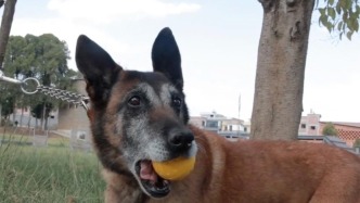 服役11年后白胡子警犬“濤濤”被領(lǐng)養(yǎng)，臨別前不舍訓(xùn)導(dǎo)員犟著不肯走