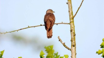 受不了鳥鳴干擾，高三學(xué)生寫信請(qǐng)求“拆除鳥窩”，校長公開回信