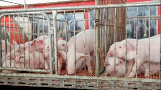 豬肉價(jià)格走低，如何促進(jìn)供需平衡